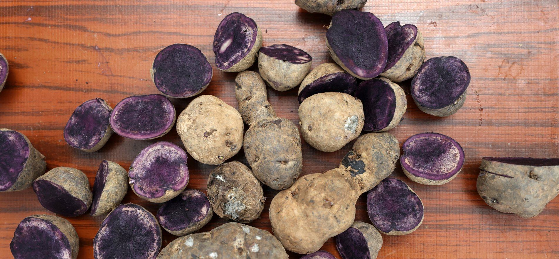 AGRICULTURE VOCATIONAL HIGH SCHOOL STUDENTS IN BURSA ARE PRODUCING PURPLE POTATOES